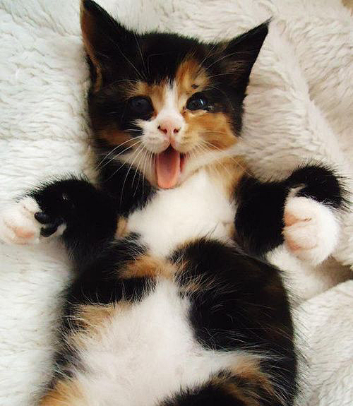 #猫咪#