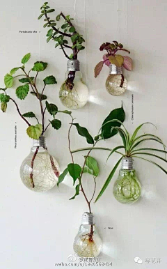 午-册-Toynx采集到花花草草
