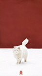 【周一闭馆】的故宫雪景有多美？“皇宫御猫”带你走一圈！ : 御猫赏雪图：朕，承包了整个故宫！