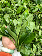 易武新贵弯弓高杆，历经百年藏于密林_弯弓寨 : 天韵古茶殿堂级系列2019年弯弓国有林高杆古树饼，选用云南易武茶区弯弓核心产区的优质纯料毛茶，纯手工精心压制而成。该茶汤体厚实，质感更好，带有强劲之势，茶气厚重饱满，汤
