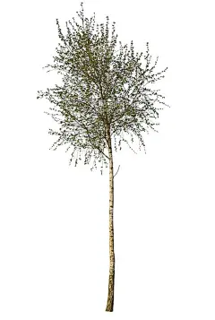 树  - 源文件下载【酷图网】树,树木,绿植,植物,灌木,高树,大树,小树,绿树,矮树,高清树,树叶,自然景,树素材,一棵树,各类树,树种,