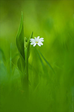 一朵无言花采集到感悟