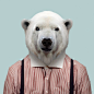 Polar Bear - Ursus Maritimus
