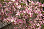 Dogwood Pink 