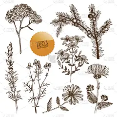 Vector收集墨汁手绘草药