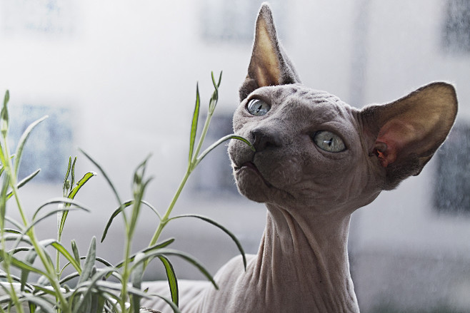 cat' face cat face h...
