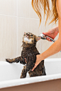 fluffy-wet-cat-bathroom-takes-shower_86824-30.jpg (2000×2999)