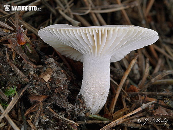 美味蜡伞 (Hygrophorus ag...
