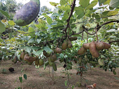 Bo大胖小胖采集到藤本 攀爬植物