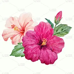 水彩的热带芙蓉花