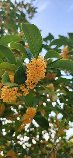 感受秋意 桂花飘香(壁纸 图片