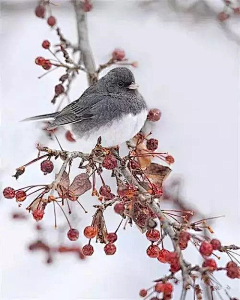 陌上花开且供从容采集到花草静物-----草长莺飞（动物）