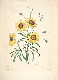 yesigrid采集到Choix des plus belles fleurs