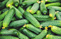 homemade cucumber cultivation and harvest. selective focus.