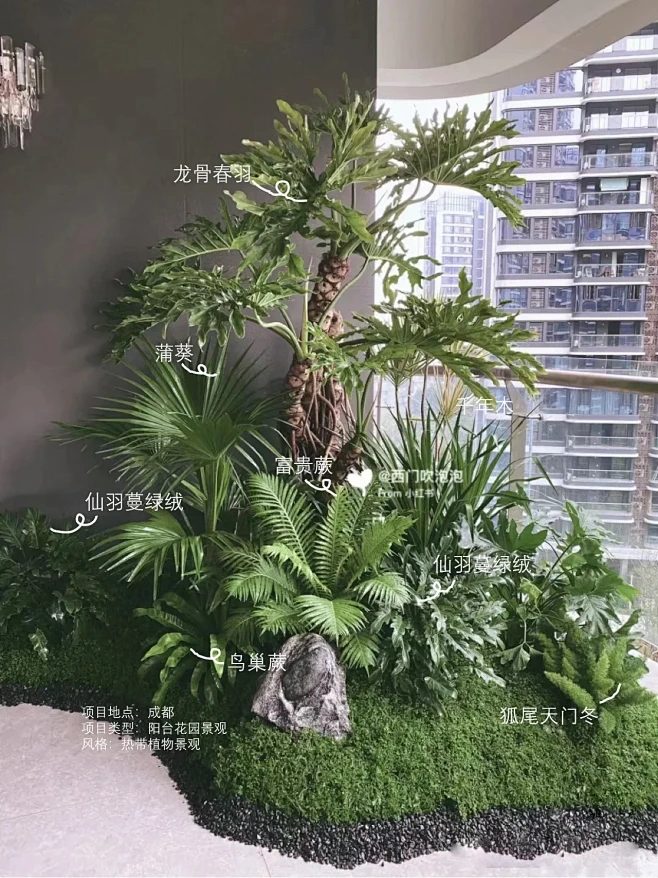低维护｜清凉热带风植物搭配分享-花瓣网