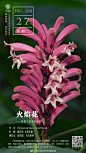 爵床科：火焰花 Phlogacanthus curviflorus