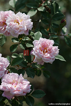 夏星梦采集到花——花团锦簇