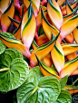 heliconia and anthuriums