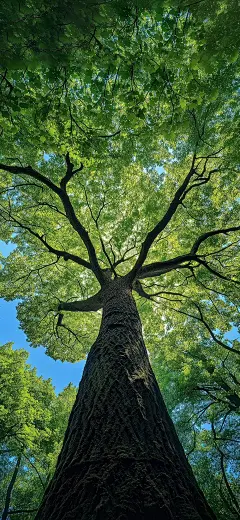 壁纸｜向着天空，强劲生长_1_小阿瑾_来自小红书网页版