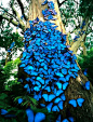 蓝色蝴蝶——南美大闪蝶（Morpho peleides），分布在墨西哥、中美洲、南美洲北部、巴拉圭及特立尼达。 大闪蝶的翅膀呈鲜艳的蓝色，是透过翅膀上的鳞片将光折射而形成。它们的翅展长7.5-20厘米。由卵至成虫的整个生命周期只有115天。