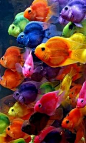 Colorful_Fishes.