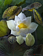 coffeenuts:

Lotus by duongquocdinh 
