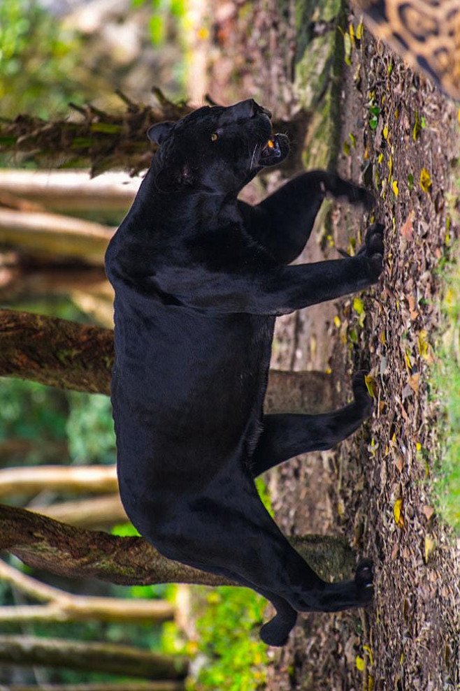食肉目猫科豹属黑豹侧