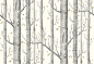 Woods and Stars (103/11050) - Cole & Son Wallpapers - The iconic woods design now ushers you into the most fairytale of worlds, a forest of silver birches and dainty star clusters. Shown here in black on white with metallic gold shimmering stars. Othe