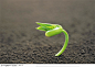 绿芽生命-绿色弯曲的小苗