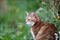 cat-feline-animal-animals-80eb6f8653f84a3685b0c0cebf5499e8.jpg (4256×2832)