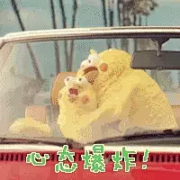 鹦鹉兄弟gif动态图片_鹦鹉兄弟GIF素材_鹦鹉兄弟表情包-51GIF