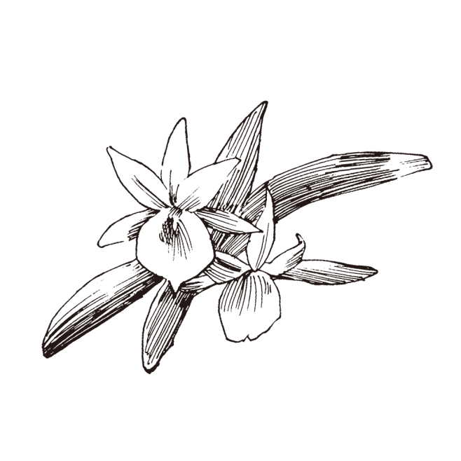 风兰_PNG线稿素描手绘植物花水仙菊化妆...