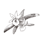 风兰_PNG线稿素描手绘植物花水仙菊化妆品包装海报平面AI矢量设计素材