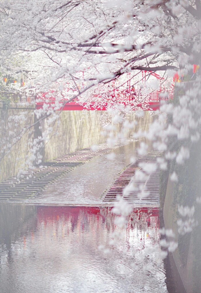 樱花季，樱花祭