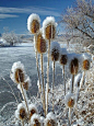 Snowy Thistle`s