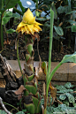 自种天然
蕉枝，开莲花！{ 地涌金莲，学名：Musella lasiocarpa，俗称千瓣莲花、地金莲、不倒金钢，观赏蕉的一种，为芭蕉科地涌金莲属多年生草本植物，原产于云南中西部。在信仰佛教的傣族里列为寺院必种五树六花之ㄧ，千变奇特的造型也成为建筑和雕刻的设计元素。