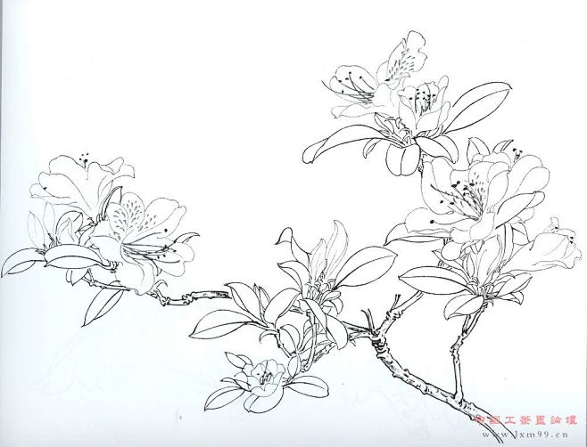 荣宝斋《百花谱》白描稿（55p) - 【工笔画素材】 - 【中国工笔画论坛