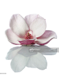 Beautiful magnolia with reflection isolated : 圖庫照片