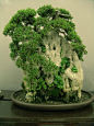 Bonsai