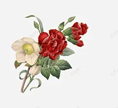 彩色的月季花高清素材 免抠 设计图片 免费下载 页面网页 平面电商 创意素材 png素材