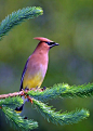 Birds-Our feathered friends / Cedar Waxwing