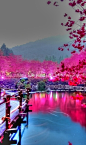  樱花湖 - 日本樱