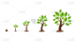 秧苗,矢量,巨大的,白色背景,种子,树,生长,种植