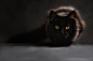 cat-silhouette-cats-silhouette-cat-s-eyes-7aa09695e5e77fb2e0fc8c0c49a5ee01.jpg (3235×2157)