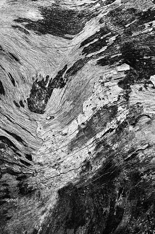 黑白抽象树干木纹理。自然背景。