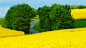 ID-952326-高清晰黄色油菜花中的绿树壁纸高清大图