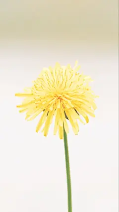 黄色小花，一朵花，背景素材，手机壁纸，干净背景，标签素材，设计素材
