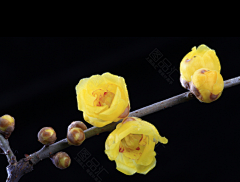 ZR是阿呱采集到花花世界