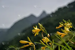 黄色的百合花在前景，模糊的山峰在背景