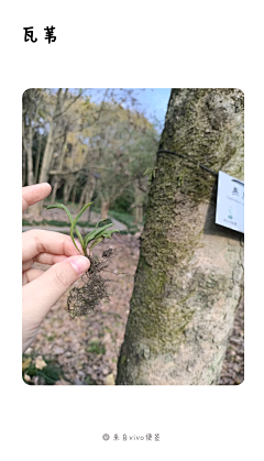 任我行%采集到植物